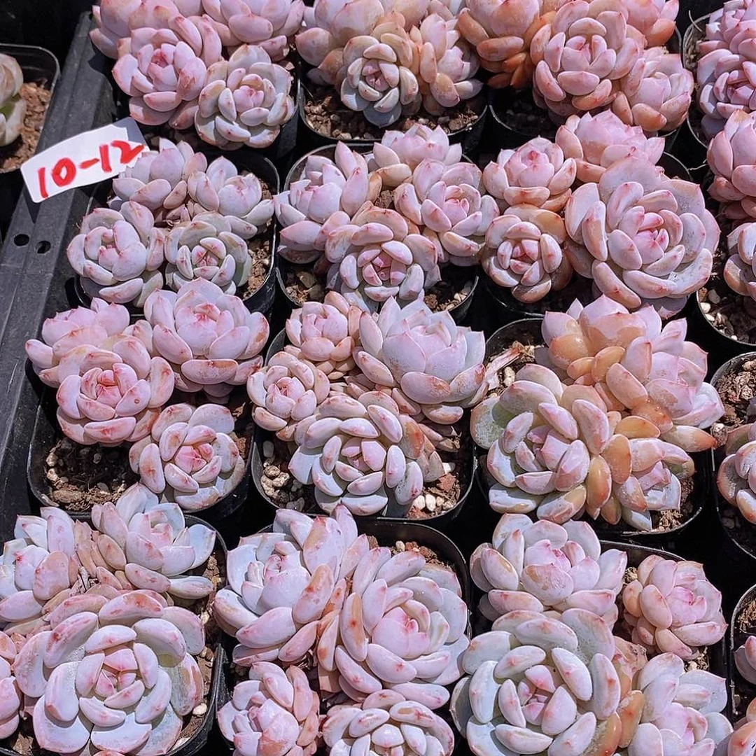 10-12- 四头小脸星星橙群福利一颗 量拍