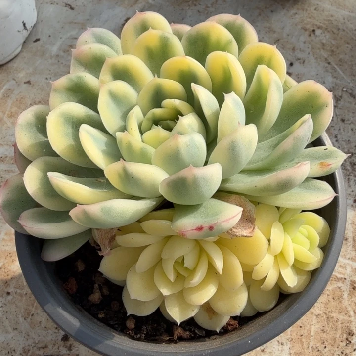 草莓冰锦腹轮锦多肉锦