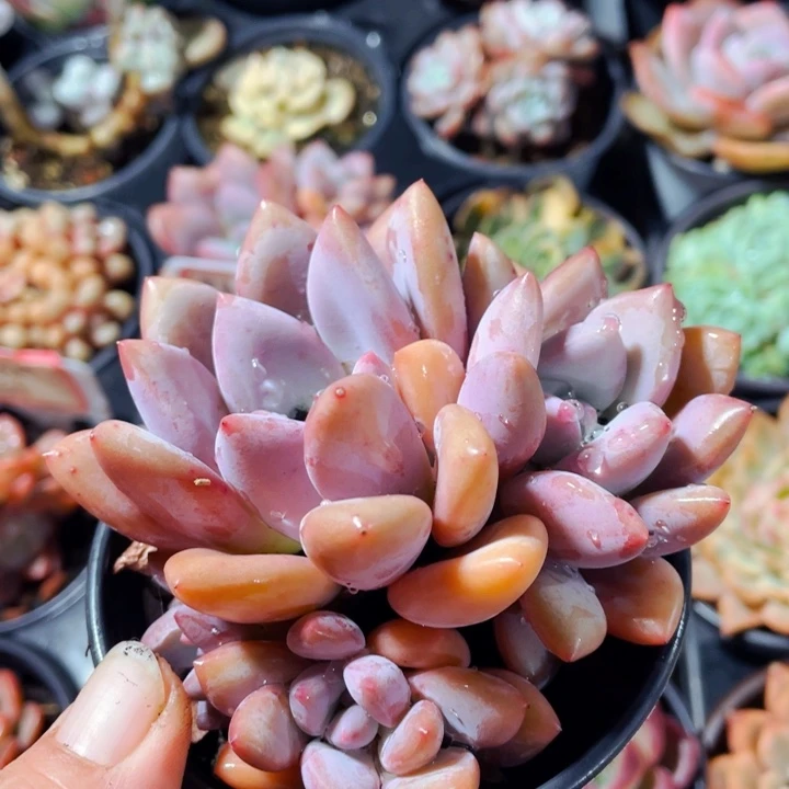 奥普琳娜福利9:9999999