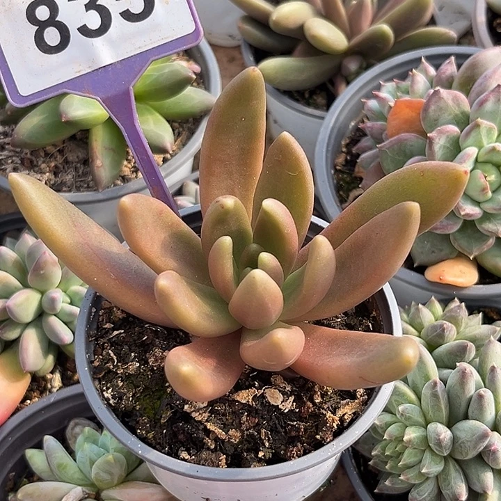八爪鱼一物一拍835