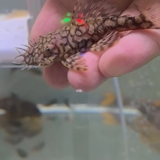 清道夫鱼刀锋胡子 1 条，8+包邮包路损