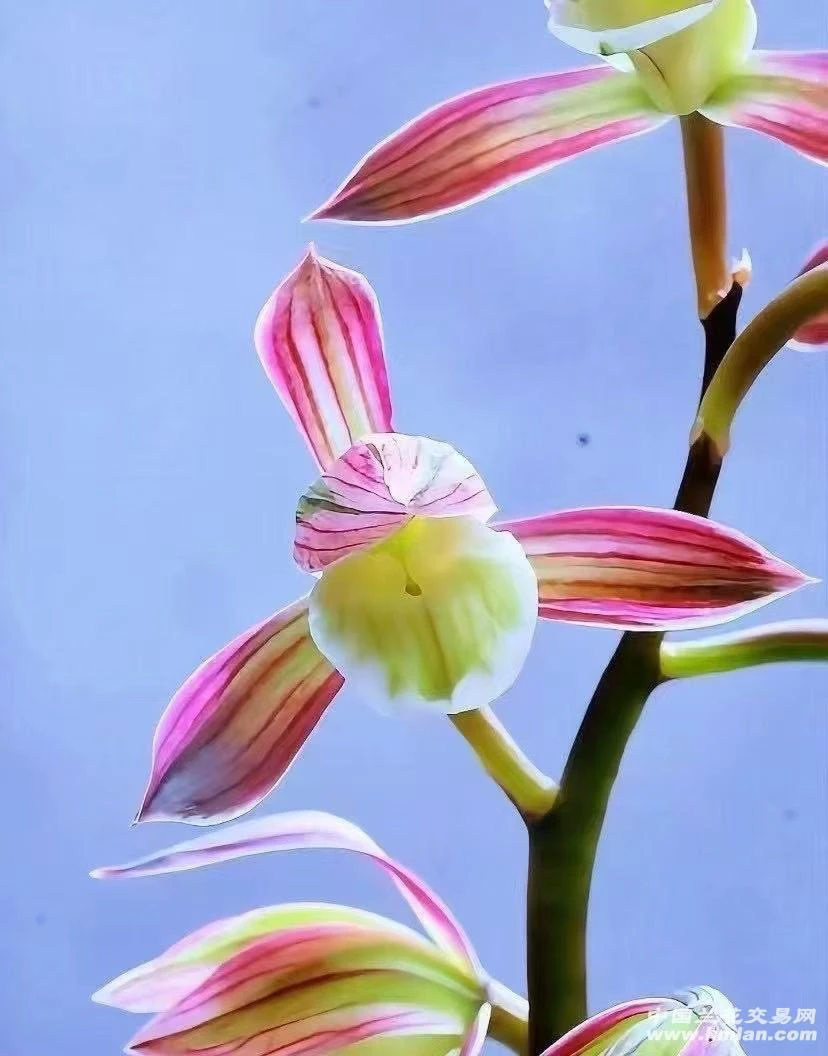 墨兰双美人百变花期11-4月份属于浓香型兰花苗
