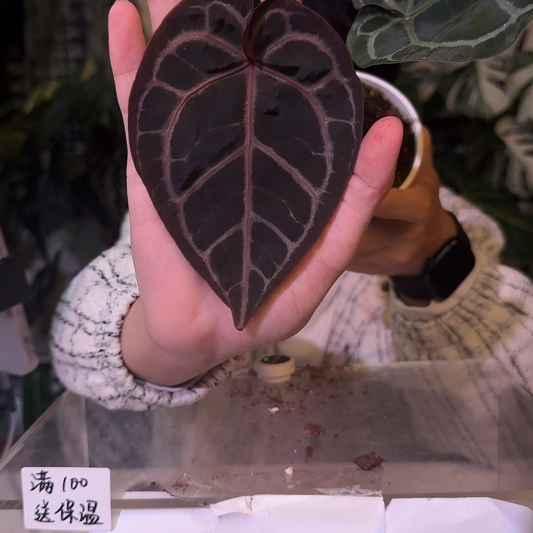 不开花植物C190紫水晶杂铜锣烧