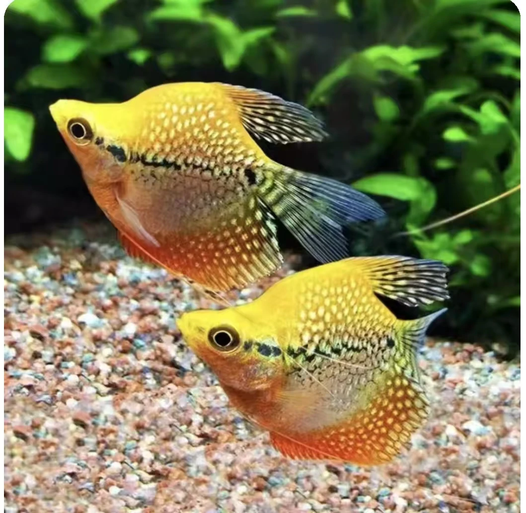 黄金马甲球蓝曼龙球珍珠马甲球热带观赏鱼小型鱼小鱼淡水鱼苗好养