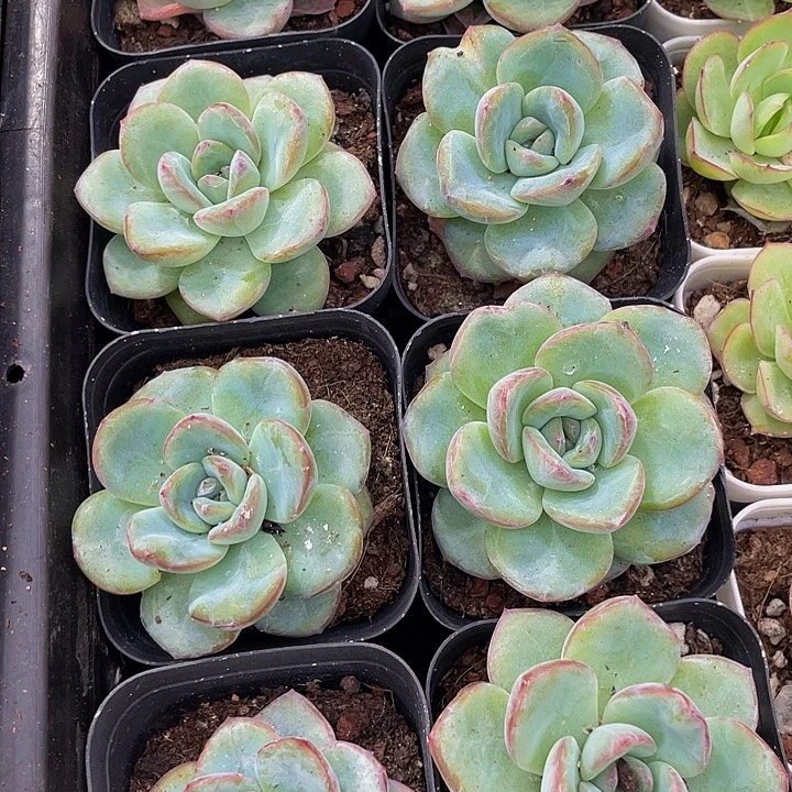 6.5方泡芙带盆土发货