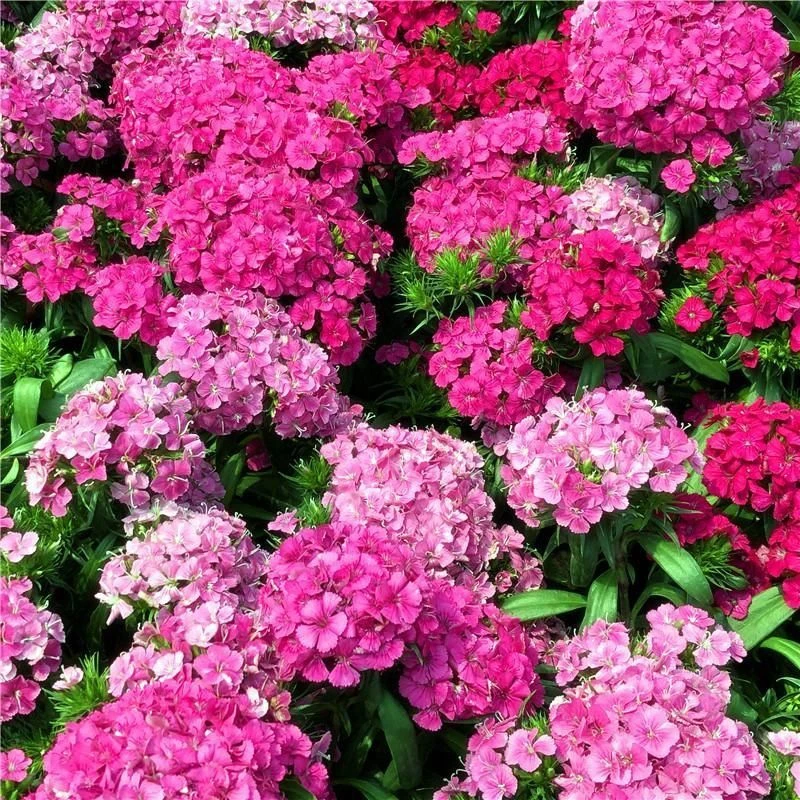 霹雳绣球绣球花石竹盆栽花卉庭院阳台花园四季耐寒耐热花期紫红
