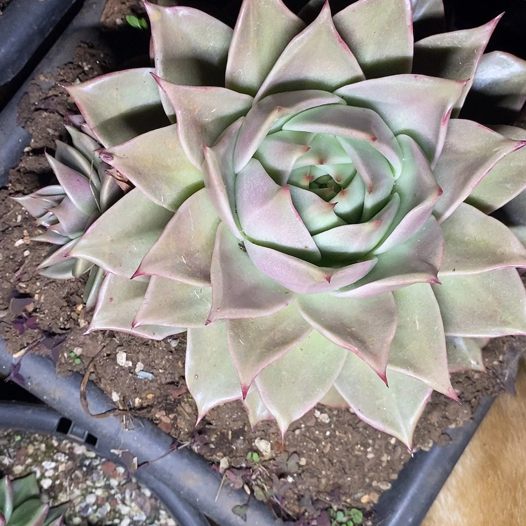 多肉植物韩版星星