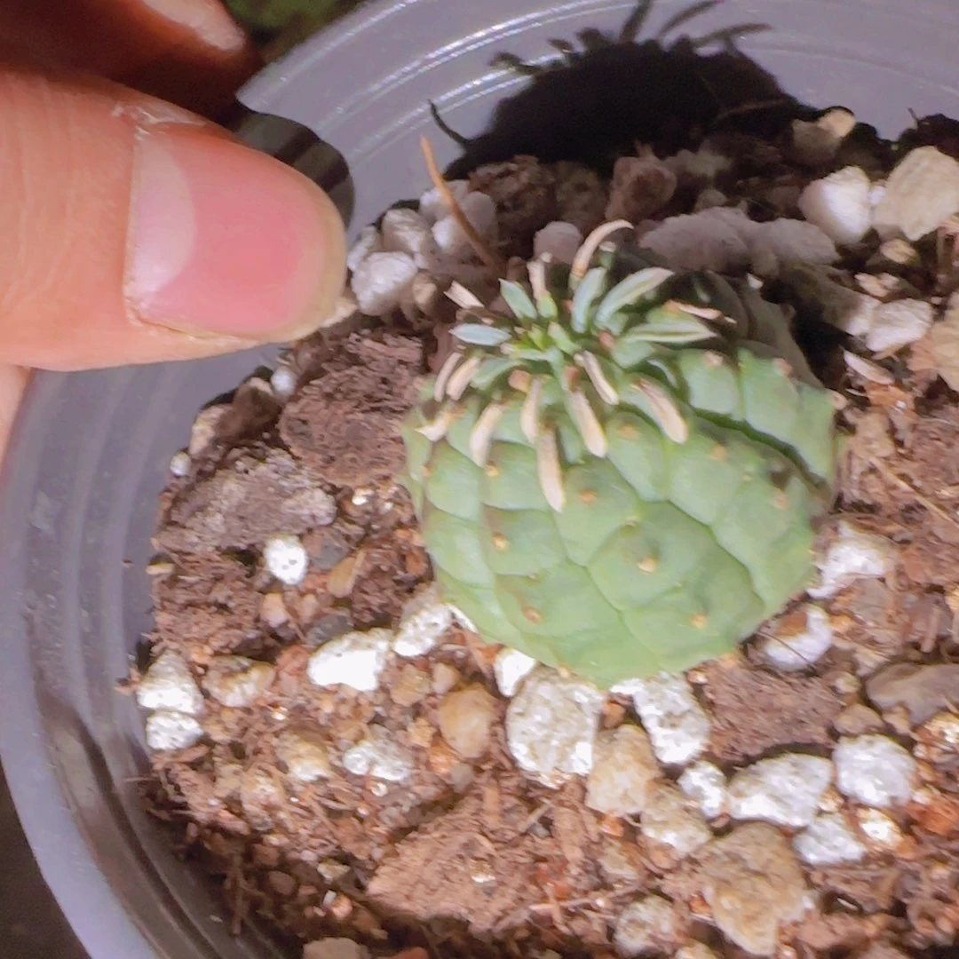 哪***人块根植物块根植物
