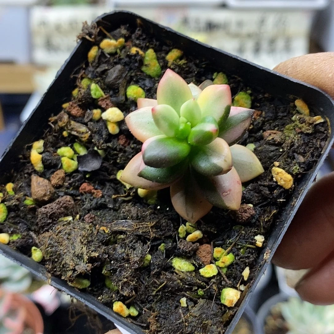 26124 黑美人锦多肉