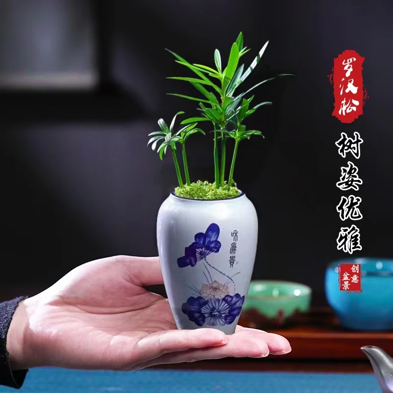 迷你罗汉松指尖小盆栽净化空气室内桌面办公室趣味掌中宝绿植