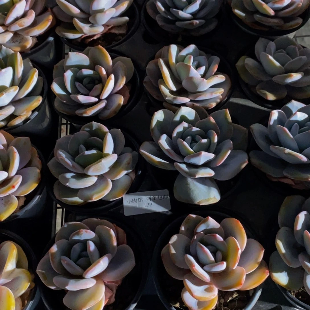 133-开播福利母本奶茶单头一个