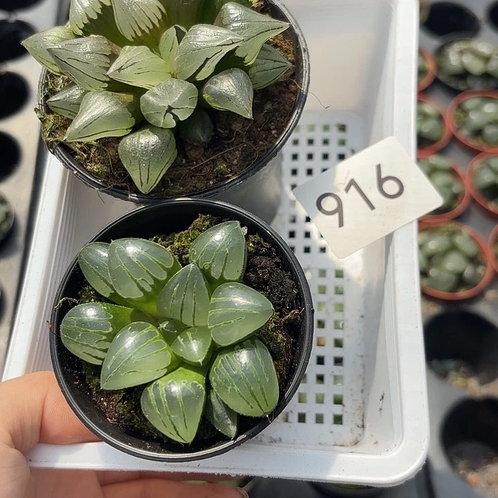 916西瓜翠虎2发货