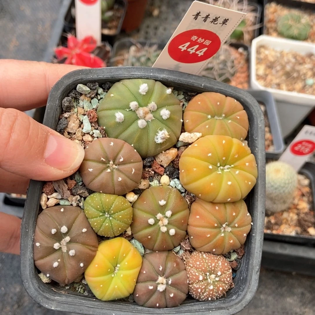 彩兜一盒打包369885