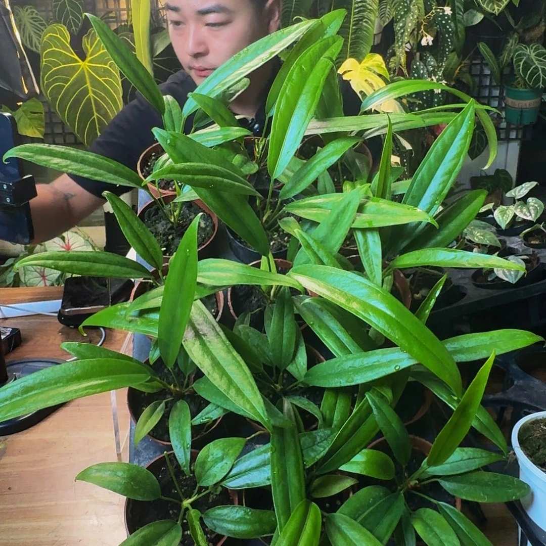 完全开放一物一拍贝克利
