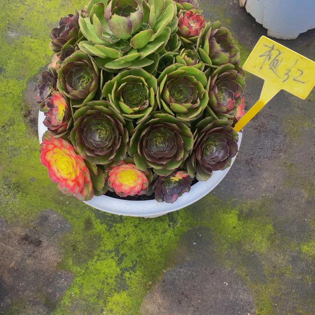 顿***红【通用】万圣节系列群生多肉植物万老桩大手捧精品多肉