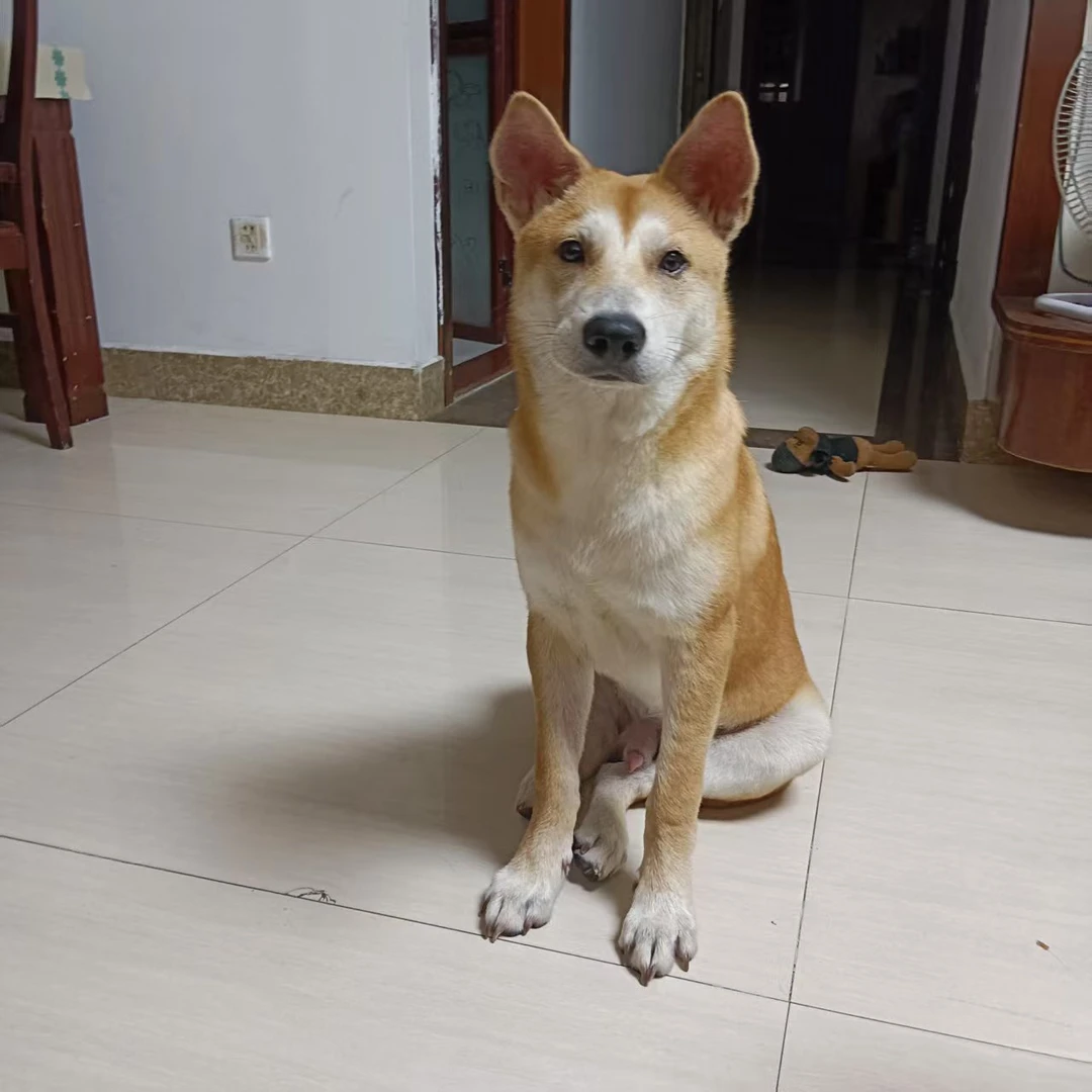 8 中华田园犬五黑犬黄狗白面可爱健康宠物犬