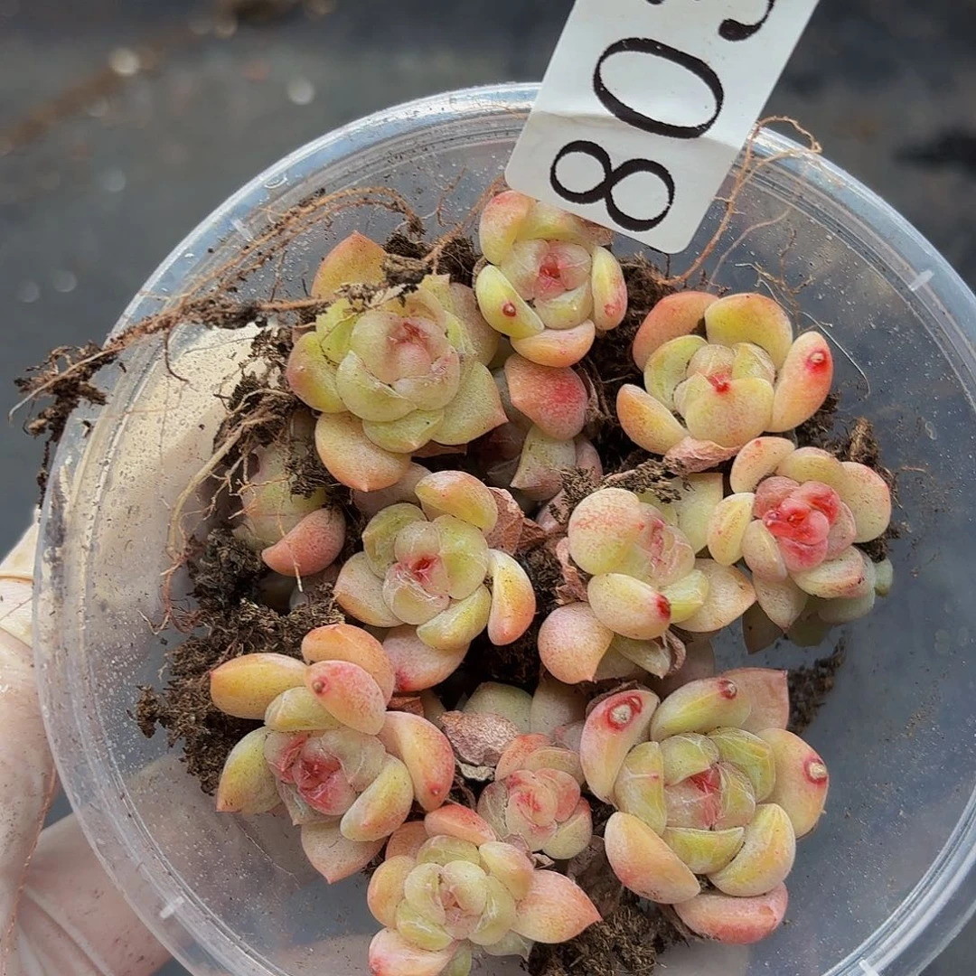 多肉植物多肉植物803