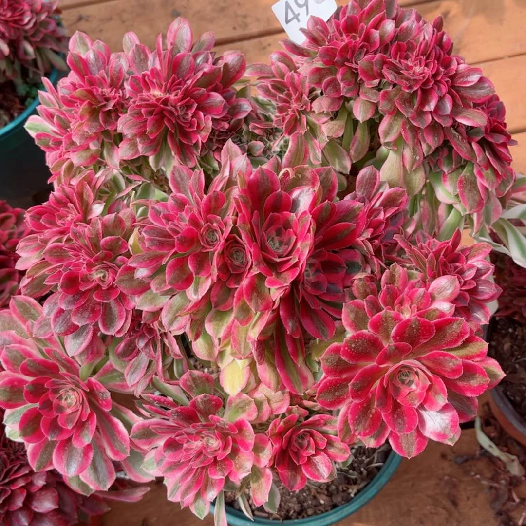 多肉植物496福利