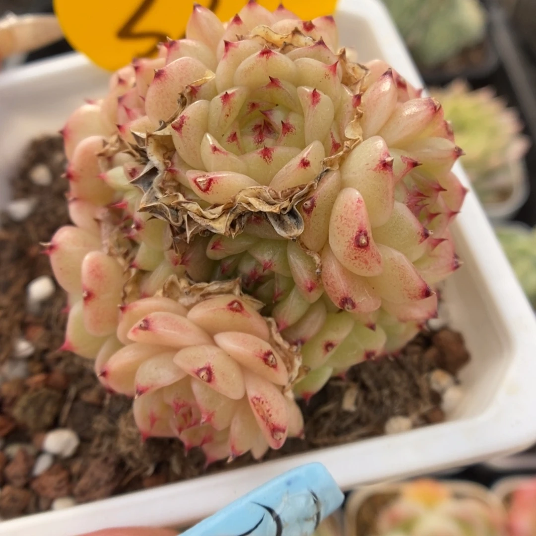 珍妮麦秆群生321号