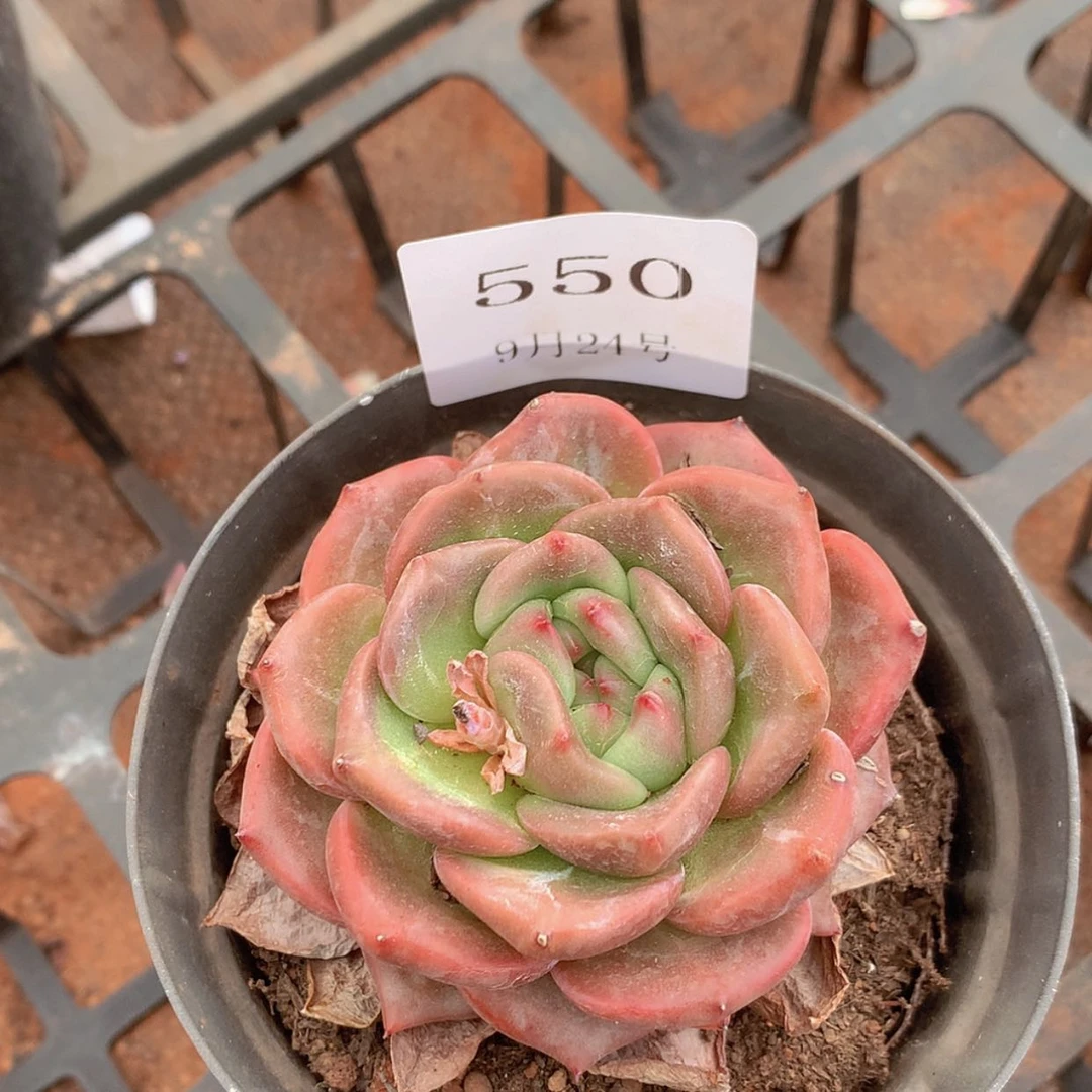 【闪购商品】云550号