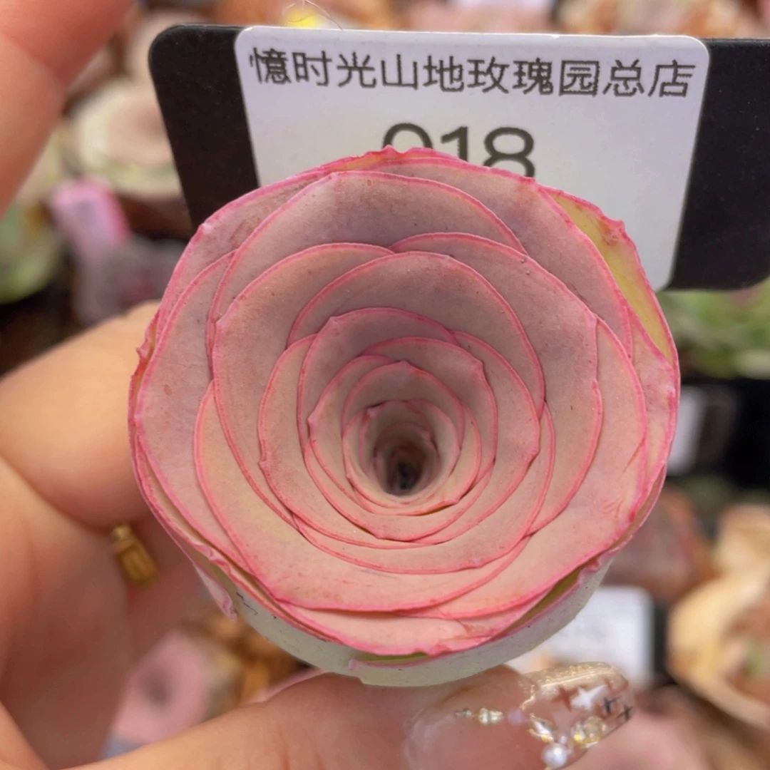 山地玫瑰018裸根发货断枝不包损不售后