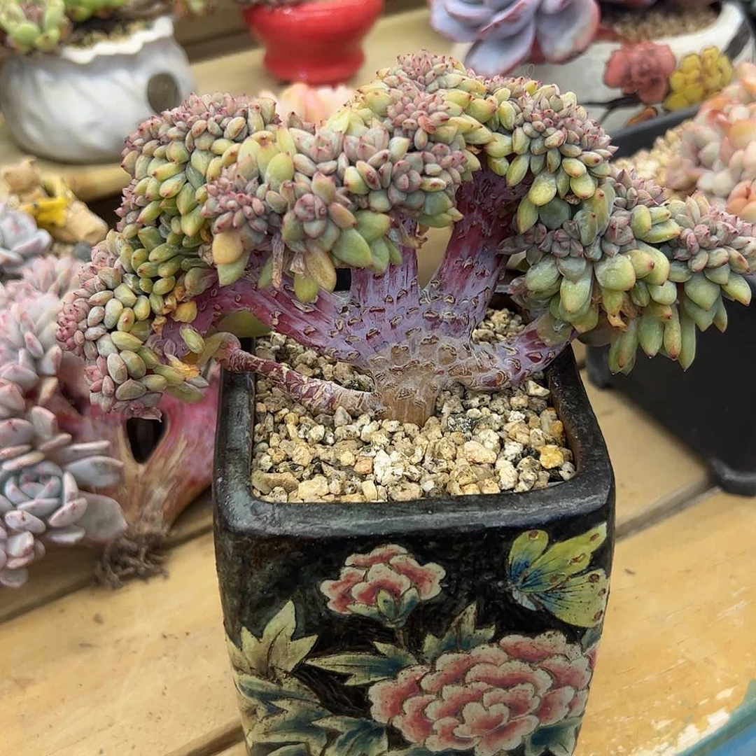 庆东星影朵朵缀zzzzzzzzz