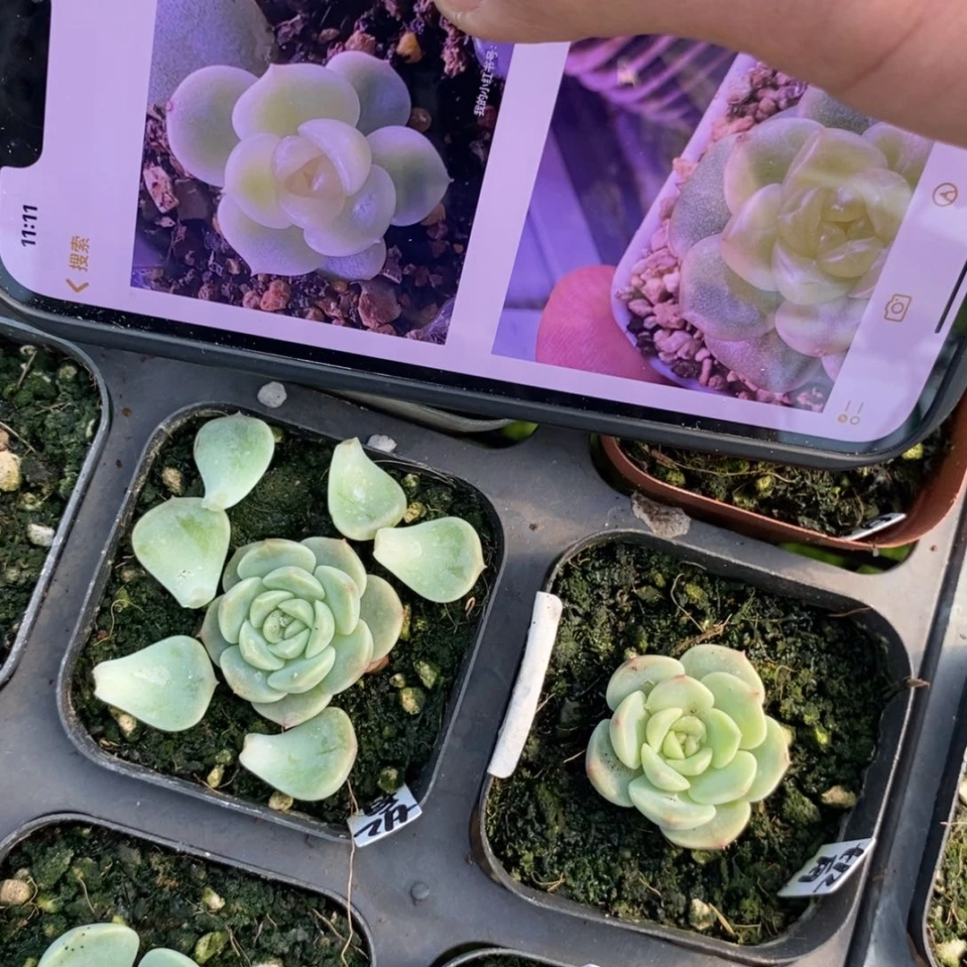 纯叶片甜心舟t12荔枝平替一片多肉叶子