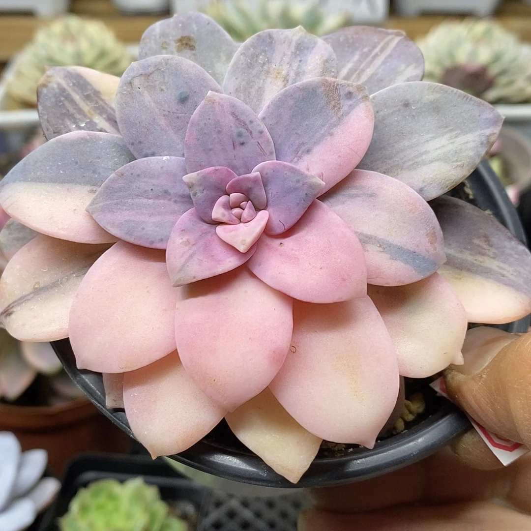 0310 华丽风车花脸锦 需延时发货