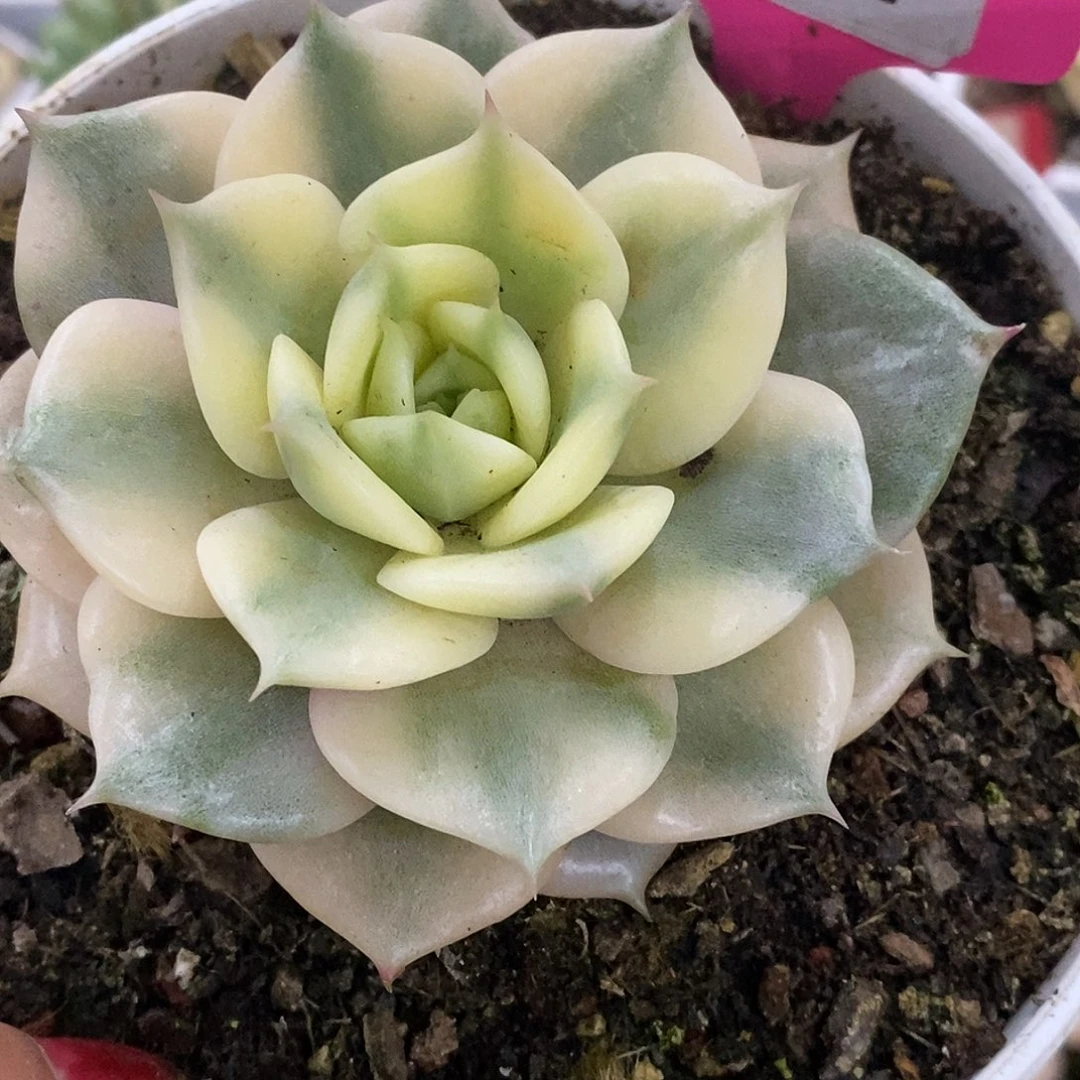 飞***鱼同307延迟发货哈哈哈哈
