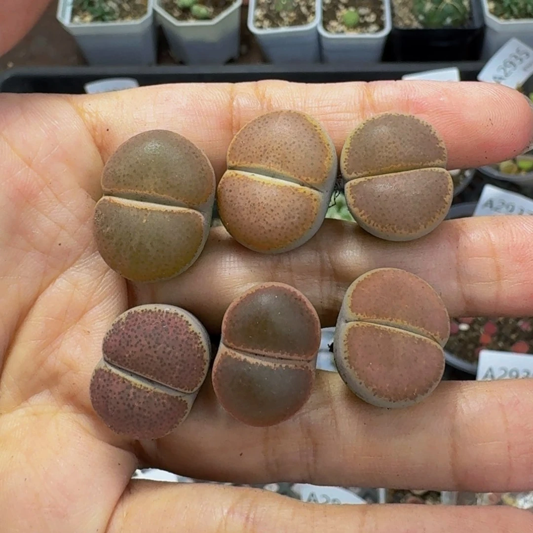 2936 生石花和肉锥