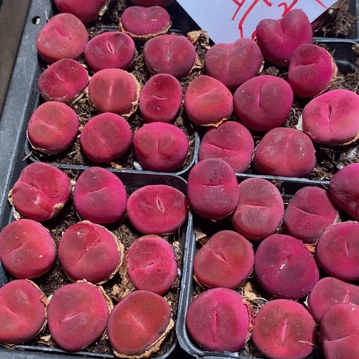 26423一组一组一组