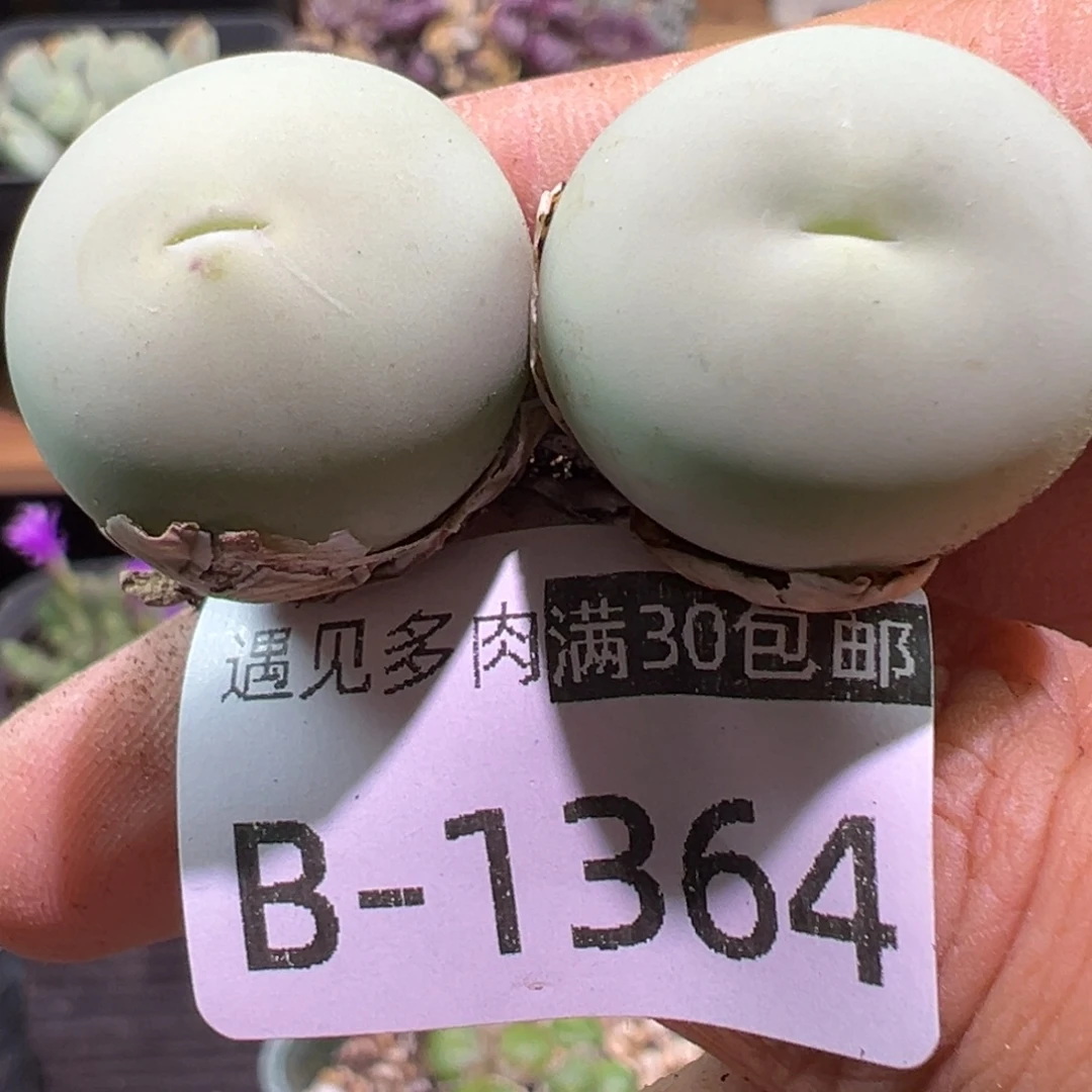 多肉植物1111111111111