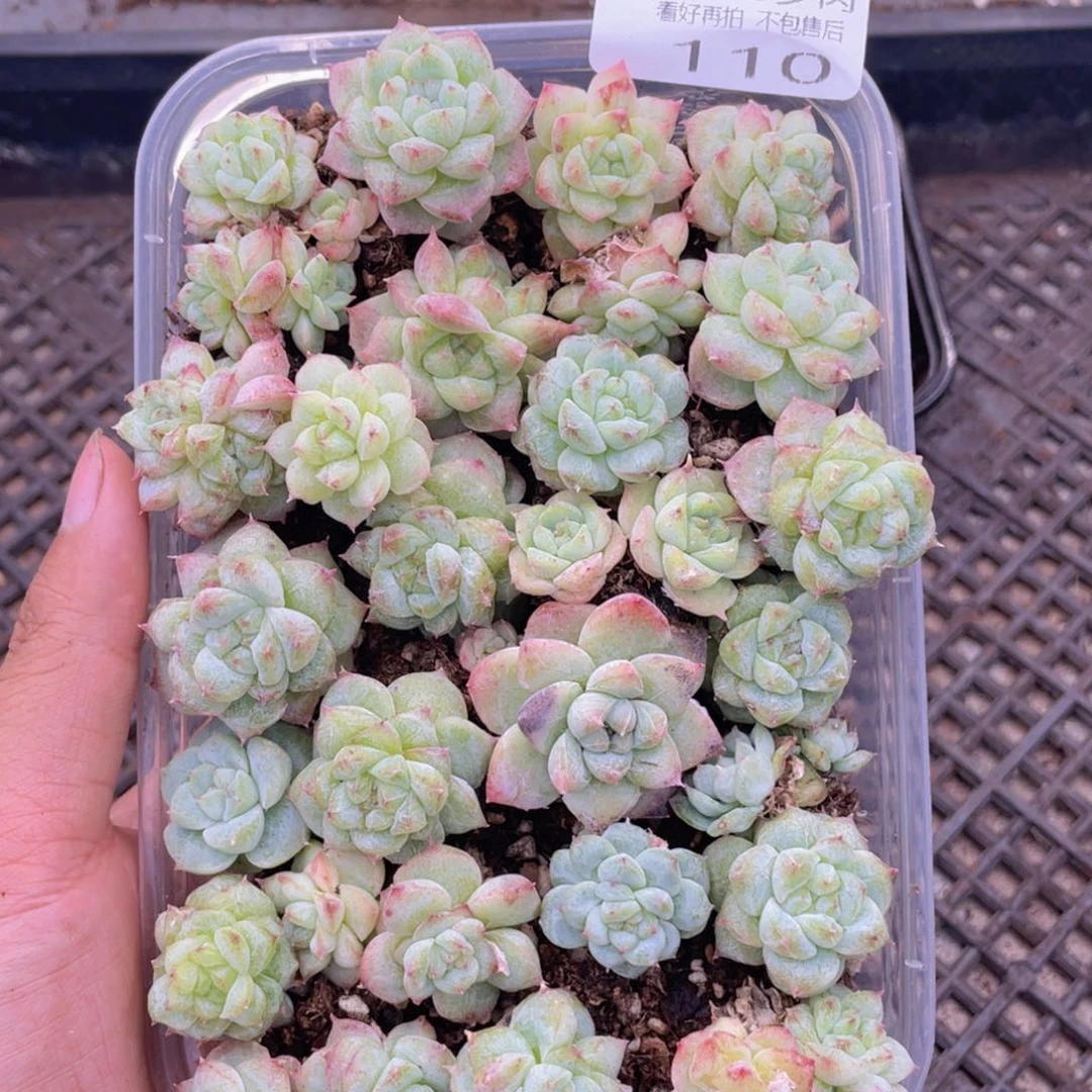云糖心多肉植物110
