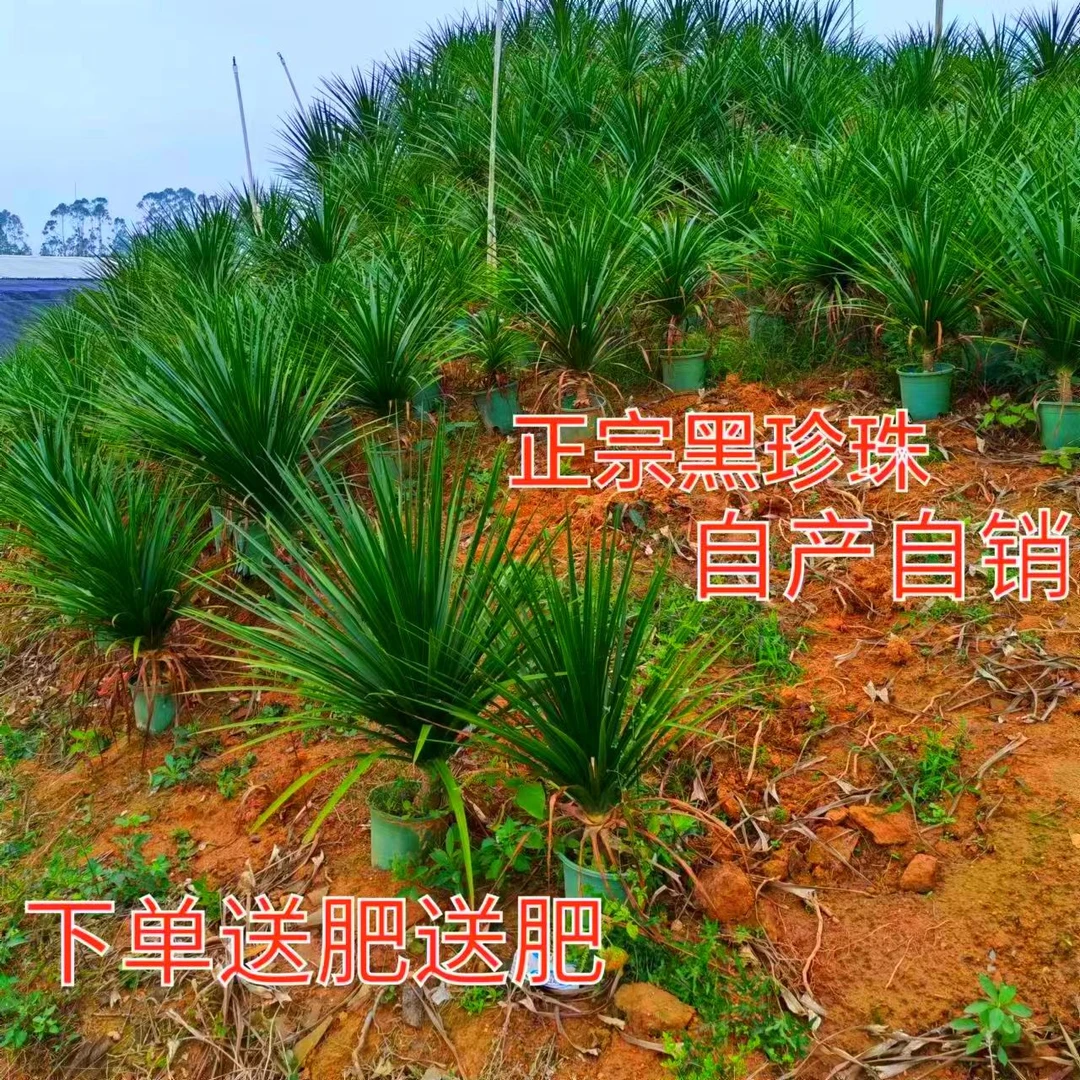 正宗黑珍珠龙血树水培大气室内绿植盆栽批发水培大型植物办公室