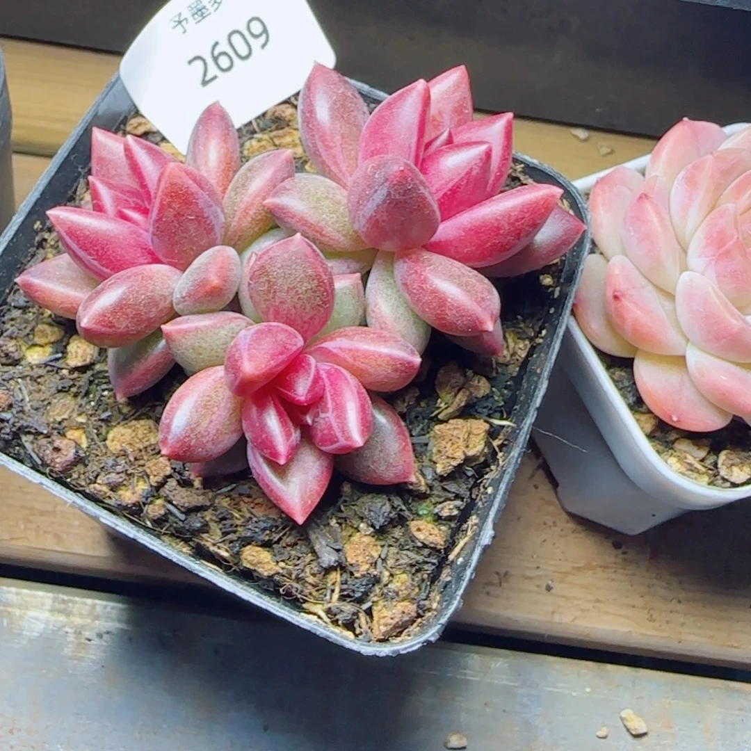 迷雾泡泡，2609多肉植物