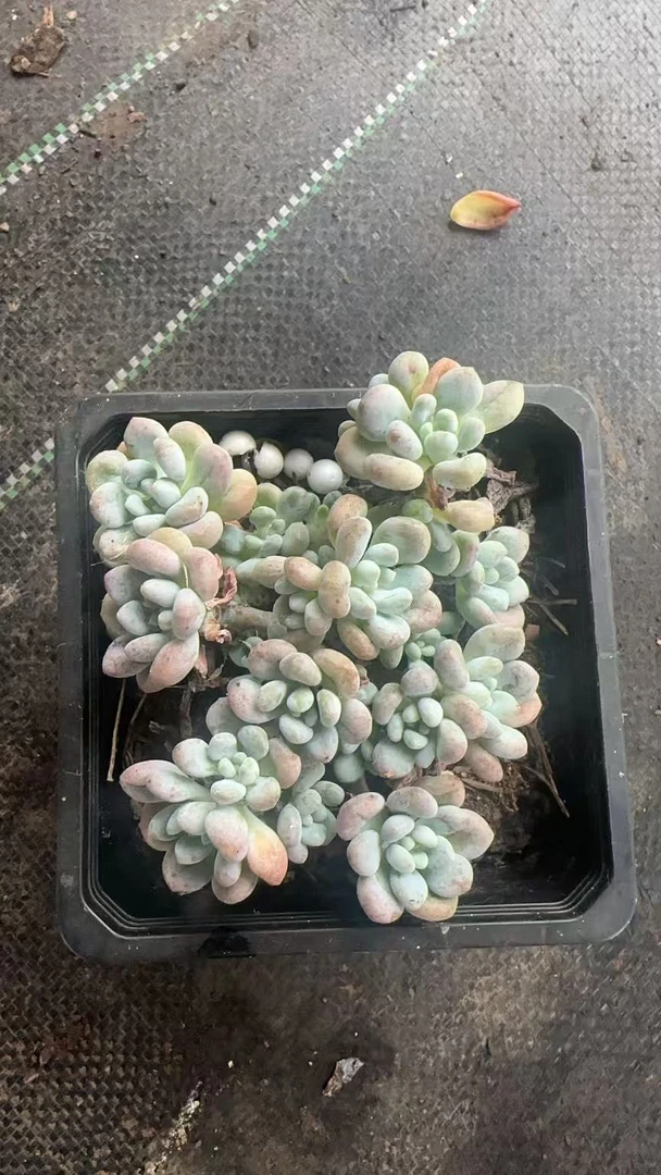 洛可可多肉植物好养带盆适合新手