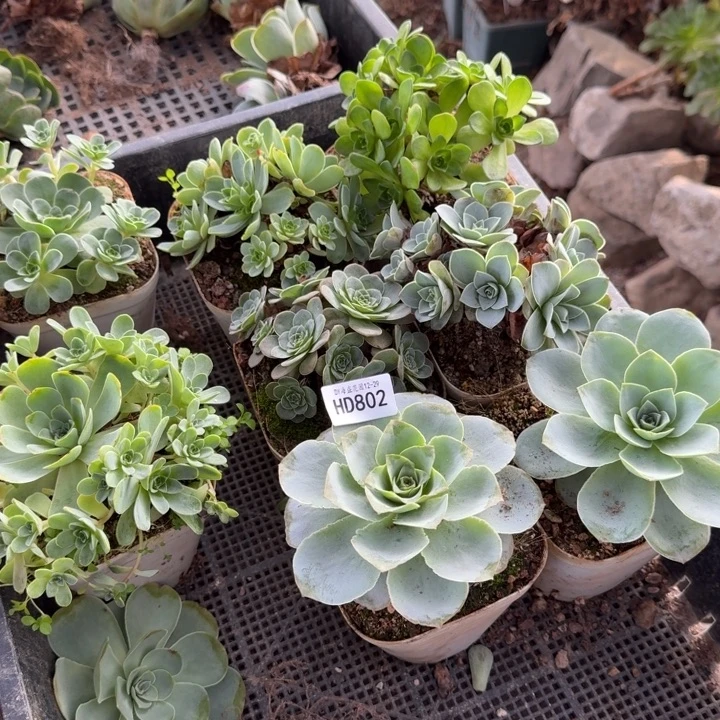 HD802  山地玫瑰多肉玫瑰 10大颗6个大群 多品种组合量拍