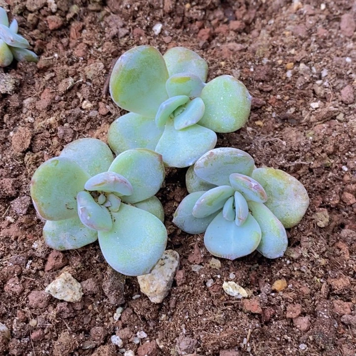 奶茶苗10颗4到5厘米
