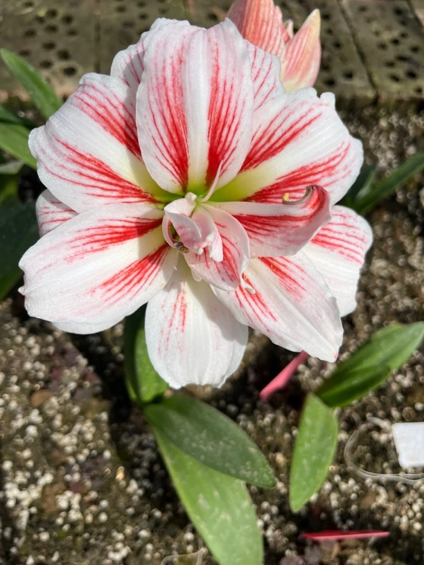 澳朱【凯瑟琳】朱顶红裸根伊莲娜皇后安吉拉师傅