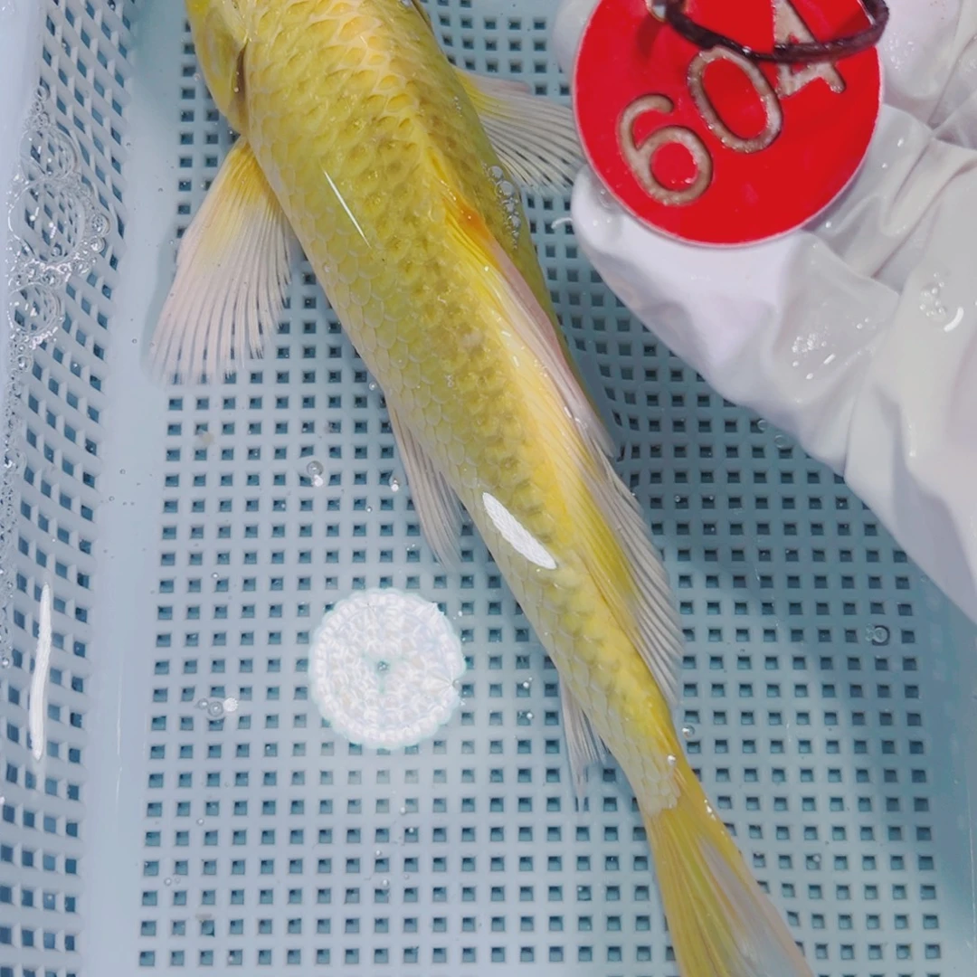 锦鲤锦鲤观赏鱼冷水
