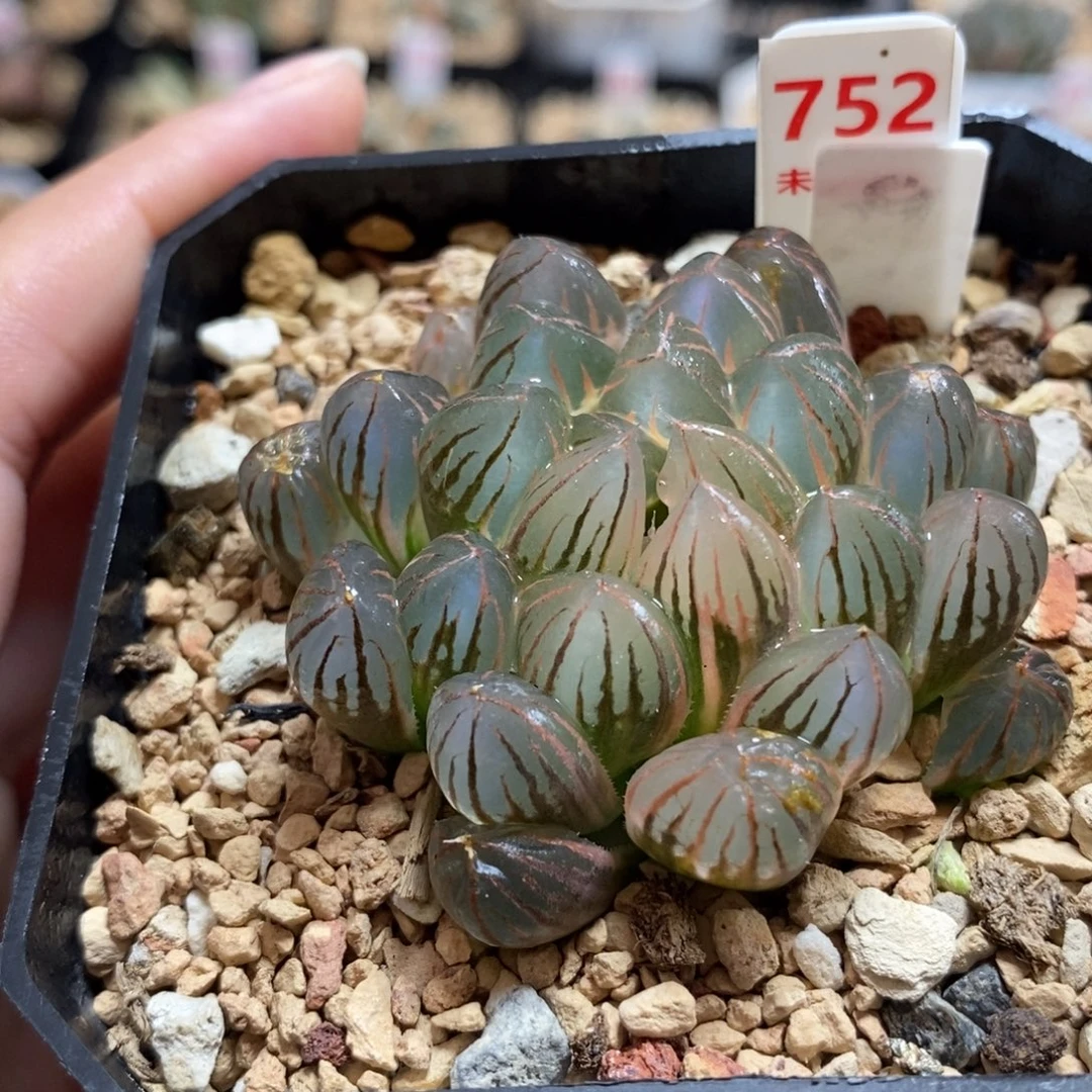 752湖斑霓虹灯玉露锦一物一图