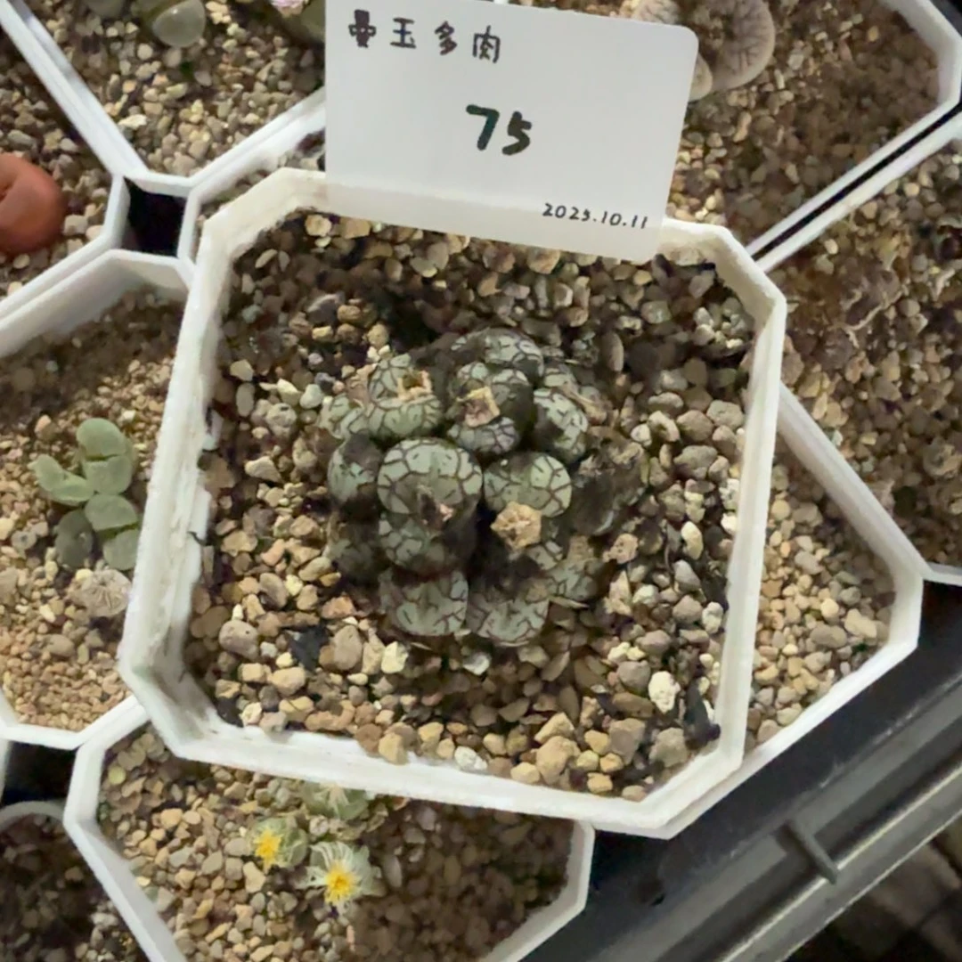 七***～多肉多肉多肉10.11-075 明窗玉杂青姬