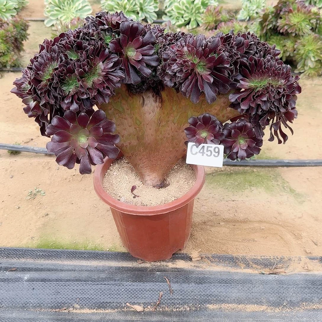 459欧紫一颗呀呀