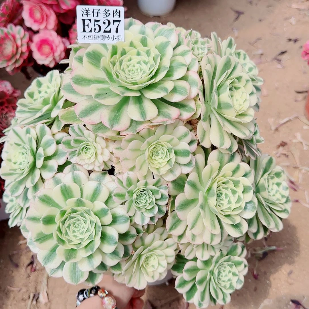 527迈巴赫 冠幅35左右 修枝特价