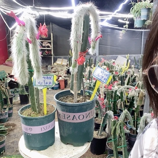 3564脱土发货无售后