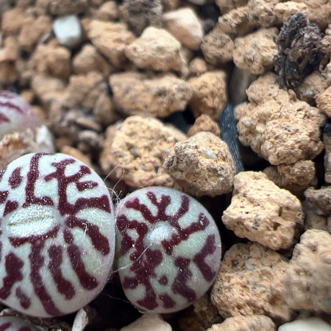 蘑***咕23多肉植物百科知识