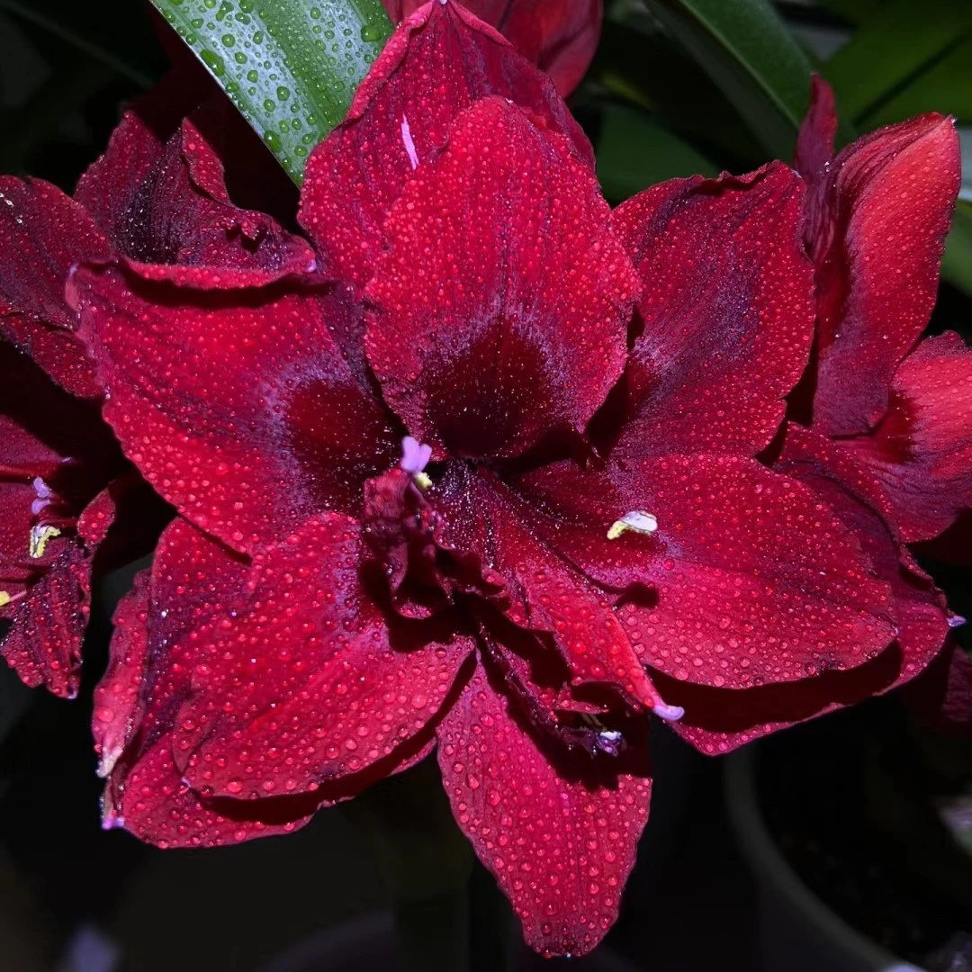 【蒂卡女王】包对版自然球多年生基地直发送肥料