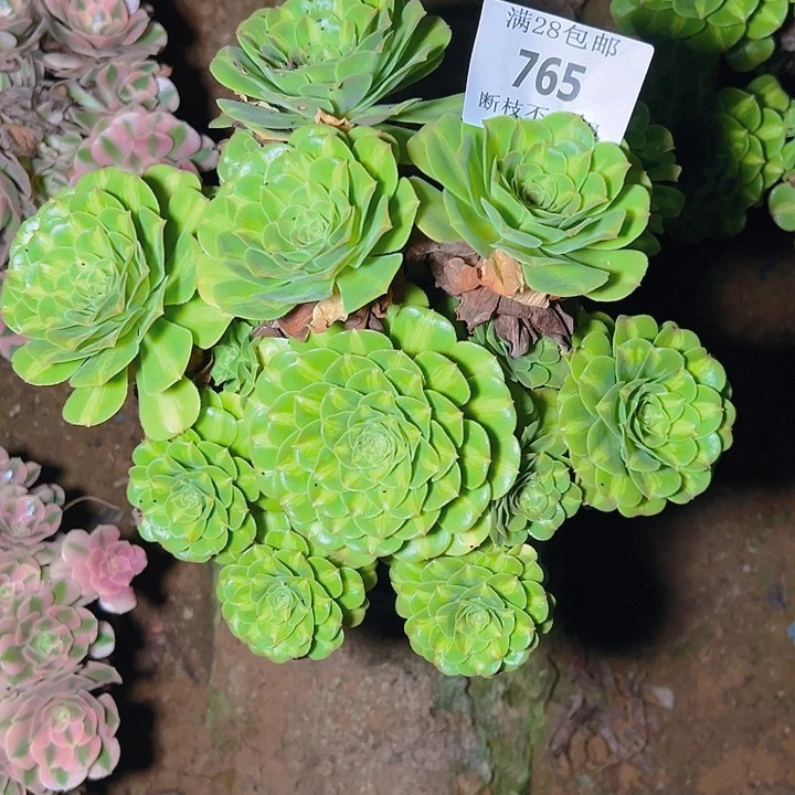 765翡翠琉璃多肉植物