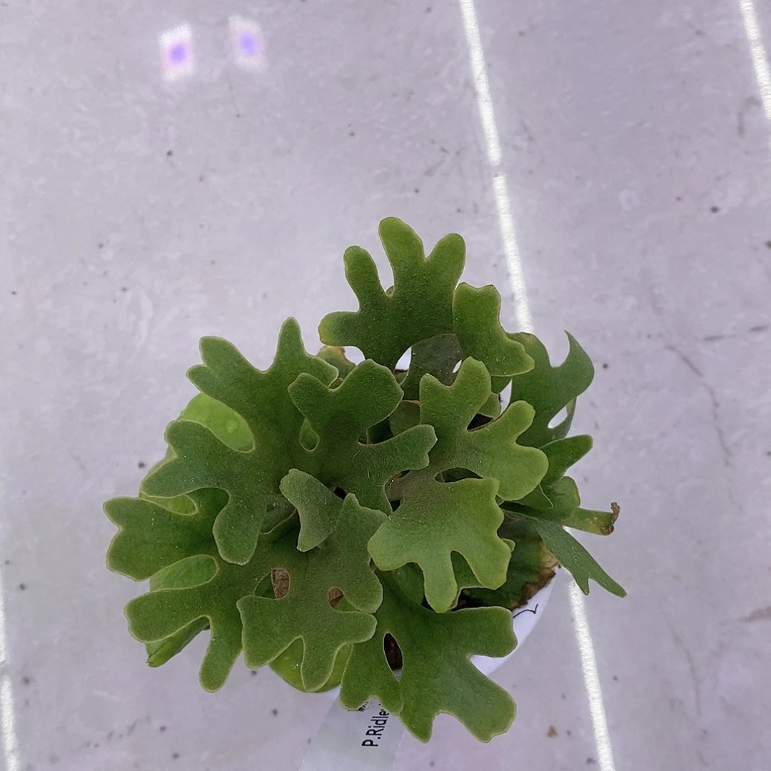 无花朵侏儒银叶亚猴