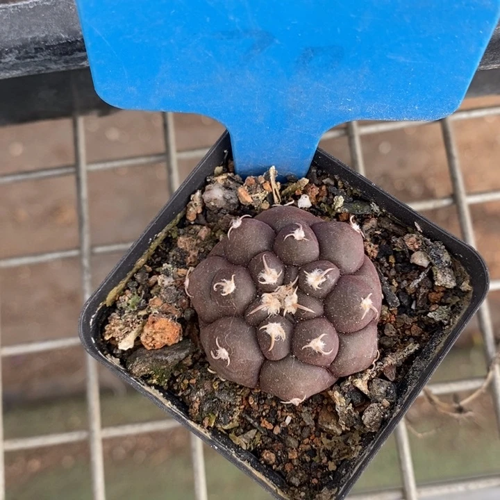 伯克利和格蕾纳等著名的音乐